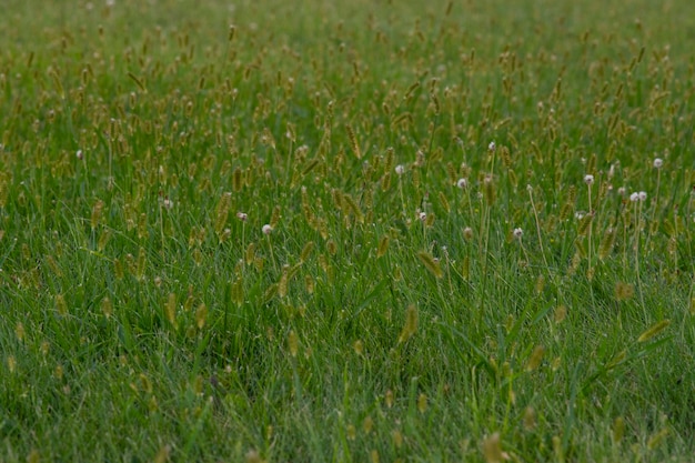 Frisches Gras. Gras in der Sonne. Rasen. Natur. Grüner Hintergrund