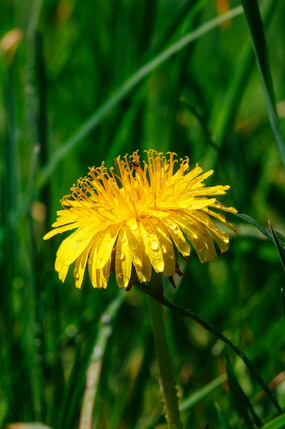 Frisches Gras mit Tautropfen schließen oben