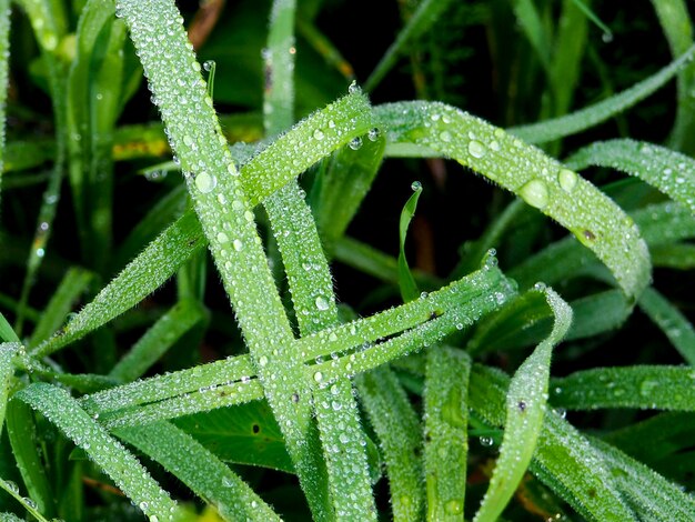 Frisches Gras mit Tautropfen schließen oben