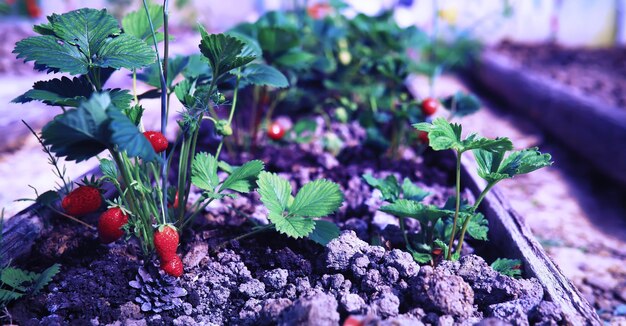 Frisches Grün im Frühling auf den Beeten Grün im Gewächshaus Junge Sprossen von Setzlingen im Garten