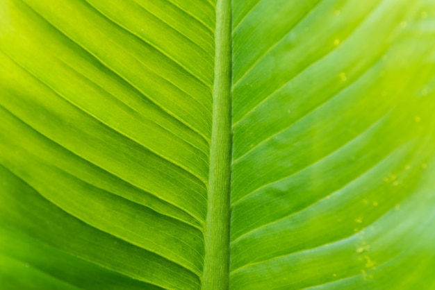 Frisches grünes Blatt als Hintergrund