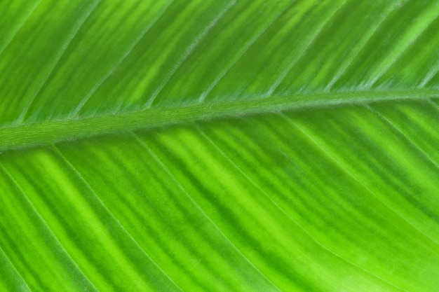 Frisches grünes Blatt der Nahaufnahme es zeigt Detail- und Texturgrünnaturhintergrund