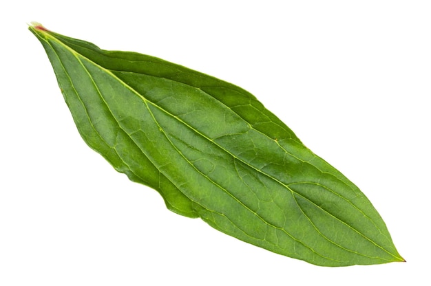 Frisches grünes Blatt der Pfingstrosenpflanze lokalisiert auf Weiß