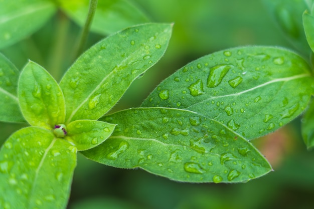 Frisches grünes Blatt mit Regentropfenhintergrund