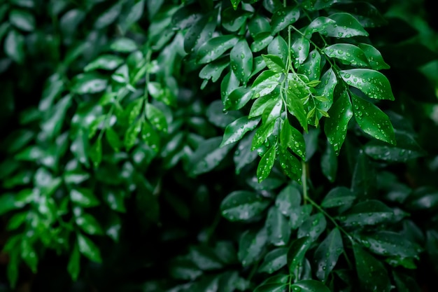 Frisches grünes Blatt mit Wassertropfen