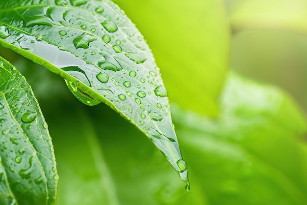 Frisches grünes Blatt mit Wassertropfen