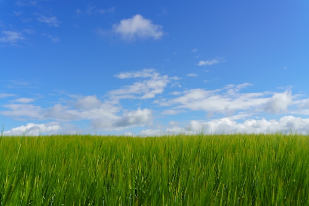 Frisches grünes Feld und blauer bewölkter Himmel