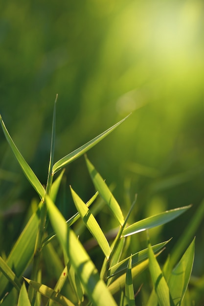 Frisches grünes Gras am frühen Morgen. Reifer umweltfreundlicher Fotohintergrund.