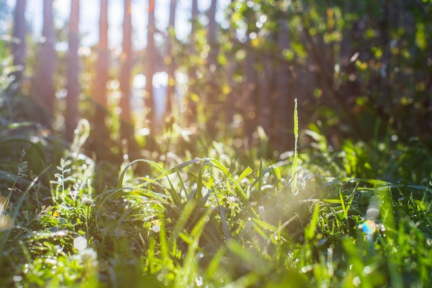 Frisches grünes Gras an sonnigen Sommertagen im Dorf Schöne Naturlandschaft mit verschwommenem Hintergrund