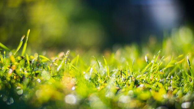 Frisches grünes Gras an sonnigen Sommertagen im Park Schöne Naturlandschaft mit verschwommenem Hintergrund