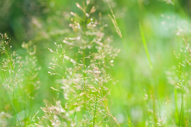 Frisches grünes Gras auf einem Naturhintergrund. Makrobild mit geringer Schärfentiefe.
