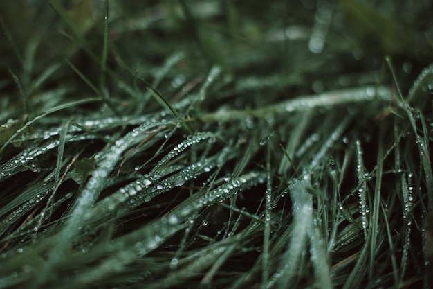 Frisches grünes Gras, das in der Tierwelt mit Rosstropfen nach Regen wächst Reinheit und Frische der Natur