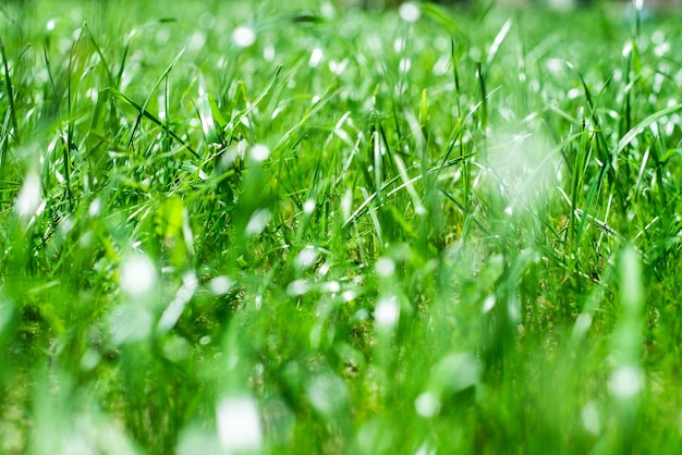 Frisches grünes Gras funkelt in der Sonne auf dem Rasen. Nahansicht