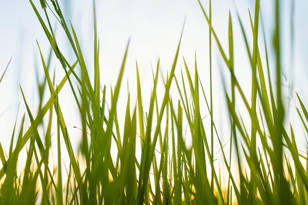 Frisches grünes Gras in der Natur bei Sonnenuntergang