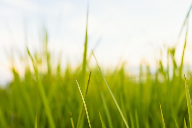 Frisches grünes Gras in der Natur bei Sonnenuntergang