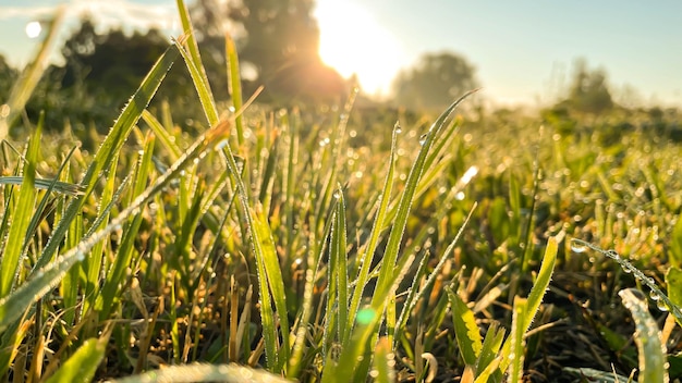 Frisches grünes Gras mit Tautropfen aus nächster Nähe Leichter Morgentau auf dem grünen Gras