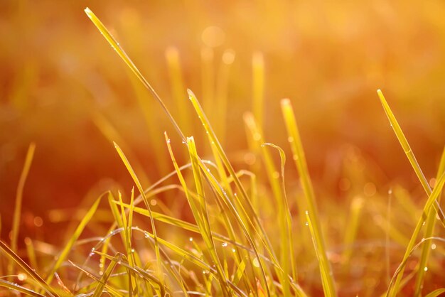 Frisches grünes Gras mit Tautropfen im goldenen weichen Sonnenschein des Sonnenuntergangs Sommer Natur Hintergrund.