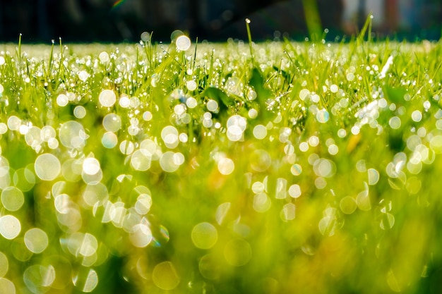 Frisches grünes Gras mit Tautropfen Nahaufnahme Naturhintergrund Bokeh-Licht