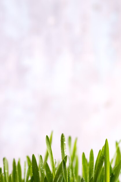 Frisches grünes Gras mit Tropfen Tau isoliert auf weiß mit Kopierraum, Osterkonzept