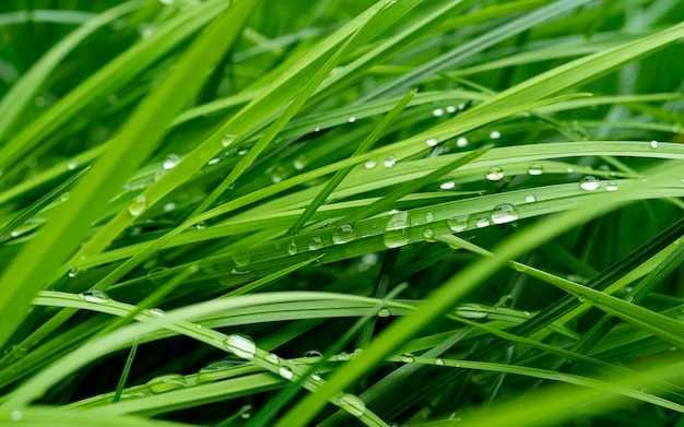 Frisches grünes Gras mit Wassertropfen hautnah