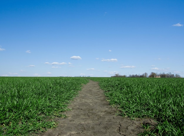 Frisches grünes Gras und blauer Himmel mit Wolken