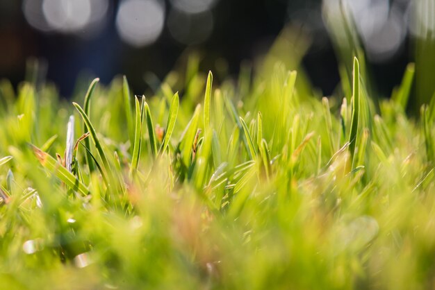 Frisches grünes Gras und Bokeh