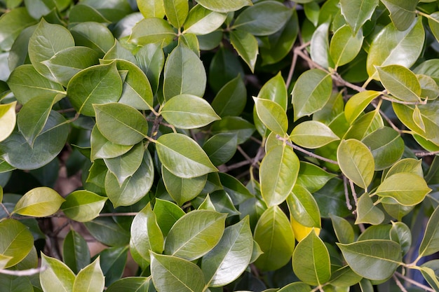 Frisches grünes Laub von Osmanthus fortunei Strauchstruktur oder Hintergrund von jungen grünen Blättern