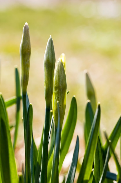 Frisches grünes Laub