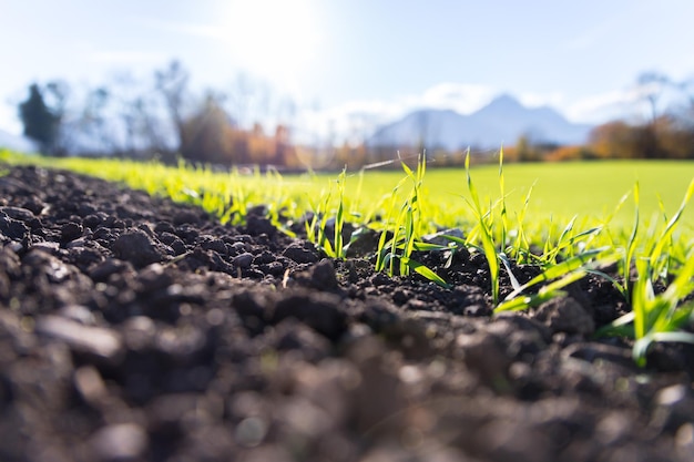 Foto frisches grünes und fruchtbares agrarpflanzengras