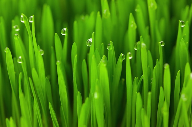 Frisches grünes Weizengras mit Makrohintergrund der Tropfen