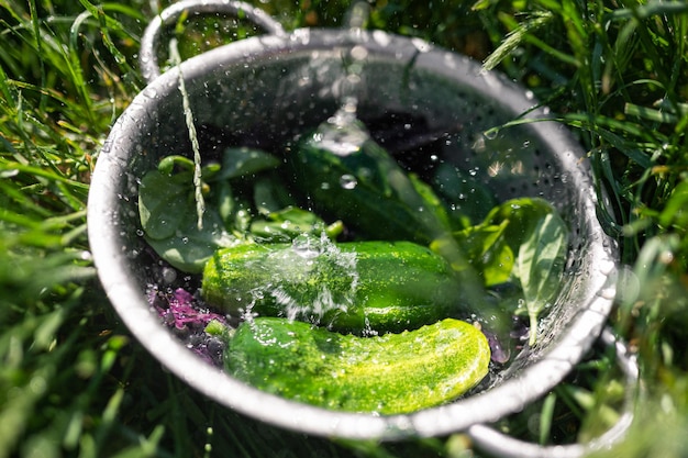 Frisches Gurkengemüse gewaschen unter Wasser Sommervitamine