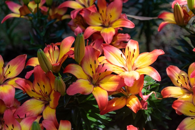 Frisches helles süßes buntes der Lilienblume im Garten.