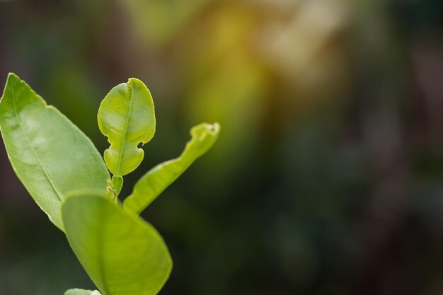 Frisches Kaffir-Lime-Blatt auf dem Baum