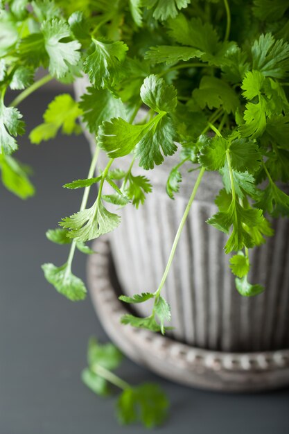 Frisches Korianderkraut im Blumentopf