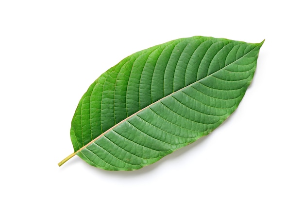 Frisches Kratom (Mitragyna speciosa) Blatt isoliert auf weißem Hintergrund mit Beschneidungspfad.