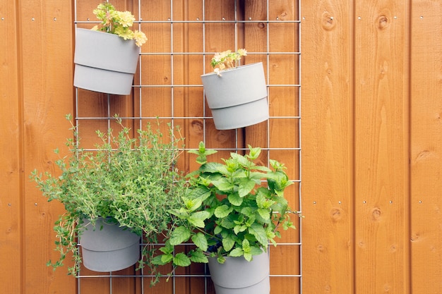 Frisches Kraut, das in modernen Töpfen im Garten auf moderner Dekoration der hölzernen Hintergrundwand im Freien hängt