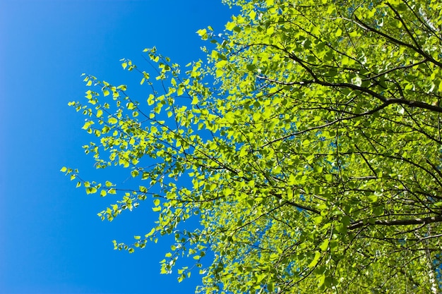 Frisches Laub der Birke gegen den klaren blauen Himmel im Frühling
