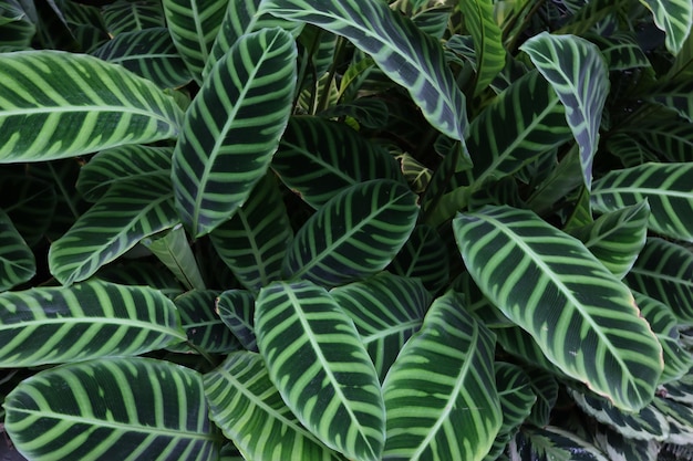 Frisches Laub der Pflanze Calathea zebrina