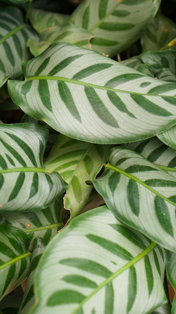 Frisches Laub von Calathea zebrina (Die Zebrapflanze) - Grüner Blattschichtnatur-Zusammenfassungshintergrund