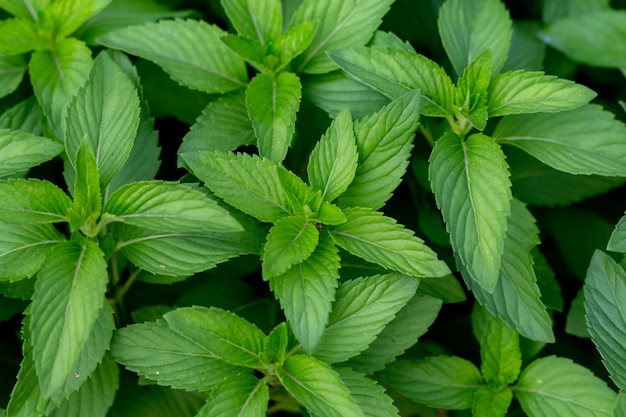 Foto frisches minzpflanzengemüse im garten