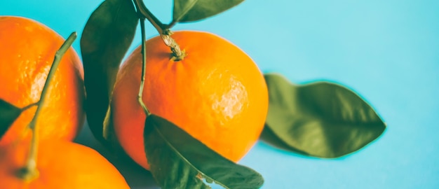 Frisches natürliches saftiges Mandarinen-Clementinen-Fruchtdessert für gesunde Ernährung Diät Bio-Gartenkost Mandarine im Vintage-Stil für Landwirtschaftsmarkendesign