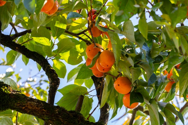 Frisches Obst des Persimmon-Baums, das an den Zweigen im Pflanzengarten gereift ist Saftige Früchte und reife Früchte mit Persimmon-Bäumen