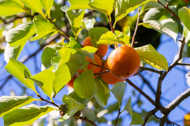 Frisches Obst des Persimmon-Baums, das an den Zweigen im Pflanzengarten gereift ist Saftige Früchte und reife Früchte mit Persimmon-Bäumen