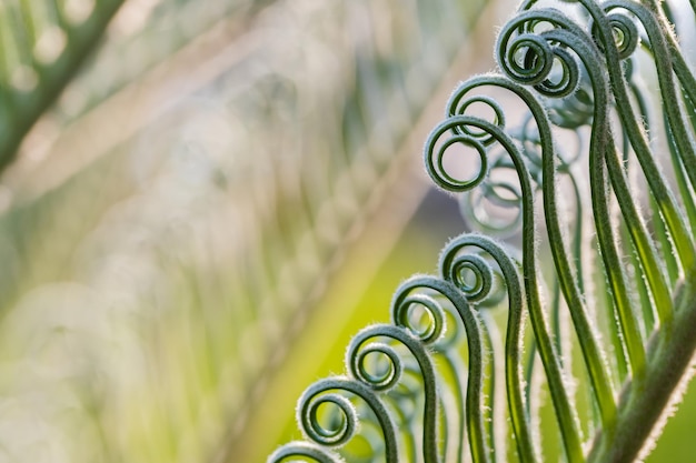 Frisches Palmblatt Abstrakter grüner Hintergrund Selektiver Fokus