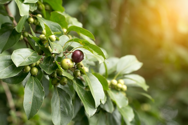 Frisches Ramontchi Frucht auf Baum