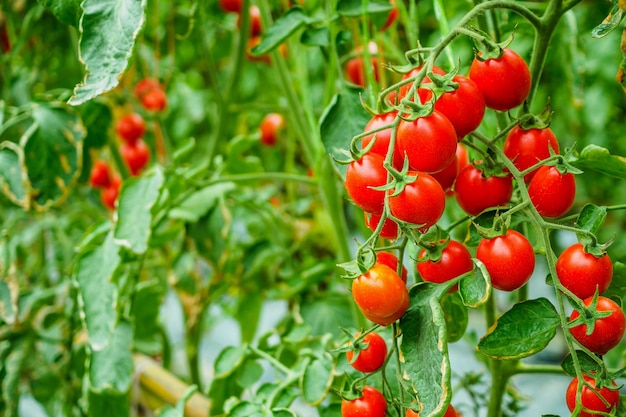 Frisches reifes rotes Tomatenpflanzenwachstum im organischen Gewächshausgarten bereit zur Ernte