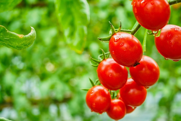 Frisches reifes rotes Tomatenpflanzenwachstum im organischen Gewächshausgarten bereit zur Ernte