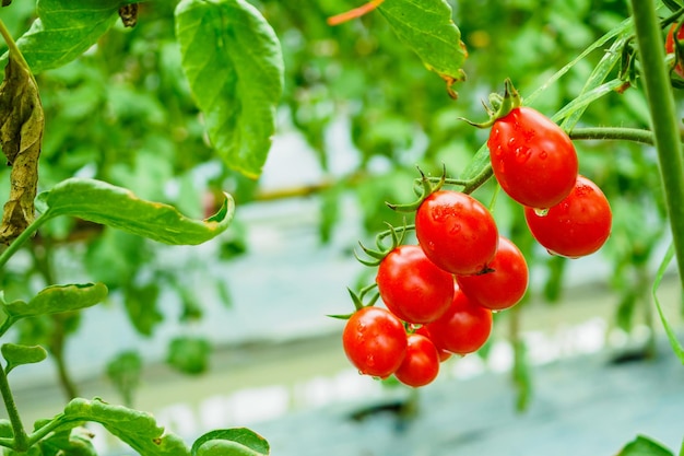 Frisches reifes rotes Tomatenpflanzenwachstum im organischen Gewächshausgarten bereit zur Ernte