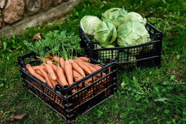 Frisches rohes Gemüse im Garten. Reife Karotten im Korb und Kohl.