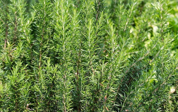 Frisches Rosmarinkraut wächst im Freien Rosmarinblätter Nahaufnahme